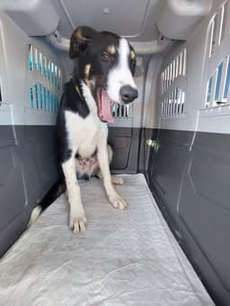 Jak przygotować zwierzaka do podróży?